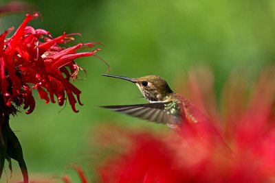 Rufous  hummingbird (female)