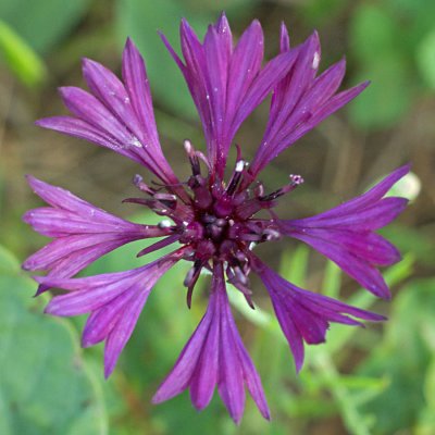 Centaurea cyanus