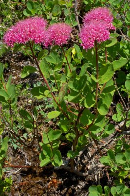 Spiraea splendens