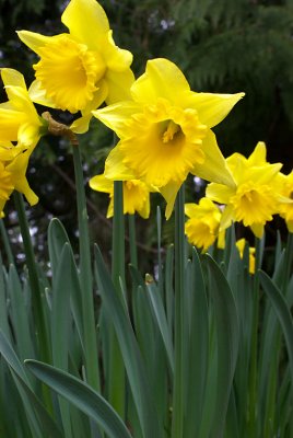 Narcissus 'Rijnveld's Early Sensation'