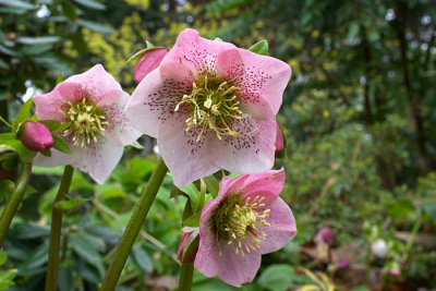 Helleborus x. hybridus