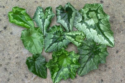 Cyclamen foliage