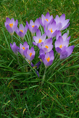 Crocus tommasinianus