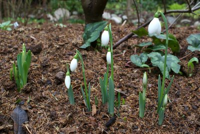 Galanthus nivalis