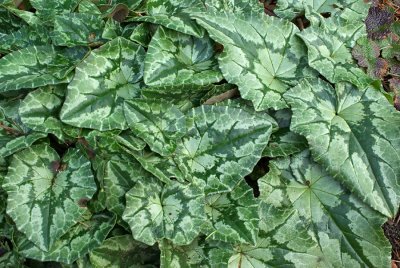 Cyclamen foliage