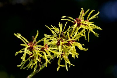 Hamamelis mollis