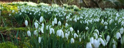 Snowdrops