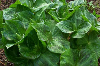 Trillium chloropetalum