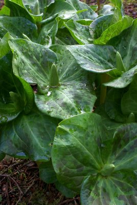 Trillium chloropetalum