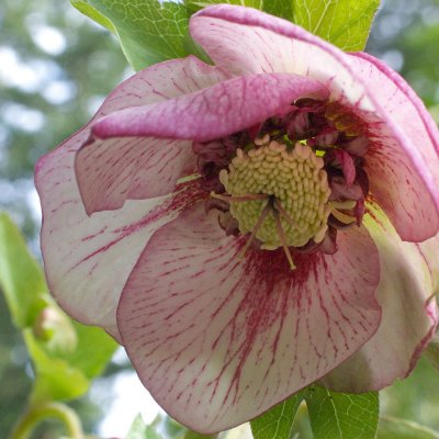 Helleborus x. hybridus