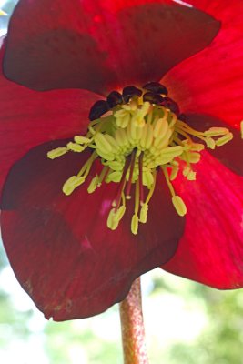 Helleborus x. hybridus