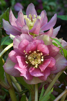 Helleborus x. hybridus