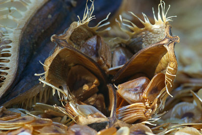 Cardiocrinum giganteum