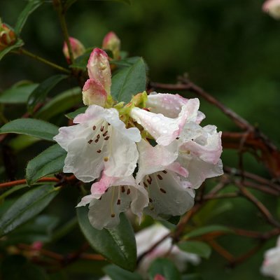 Rhododendron Cilpinense