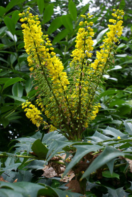 Mahonia x. media cultivar