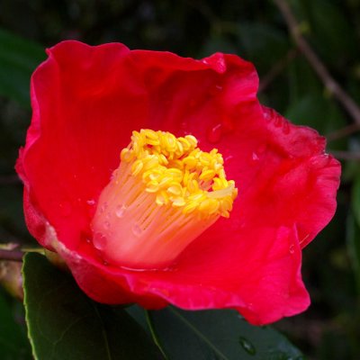 Red Camellia