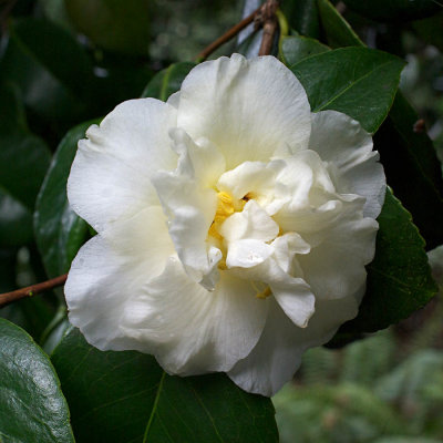 White Camellia