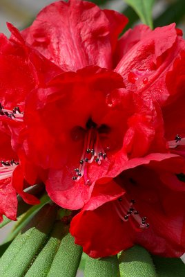 Rhododendron strigillosum