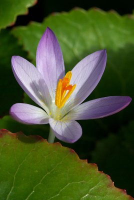 Crocus tommasinianus