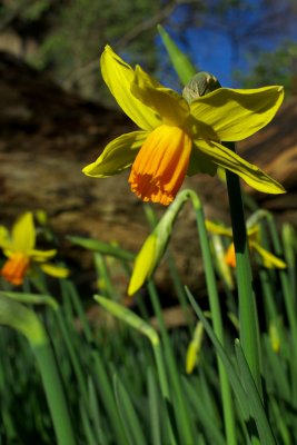 Narcissus 'Itzim'