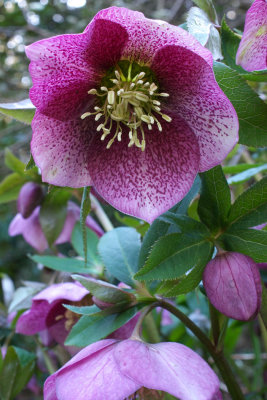 Hellebores