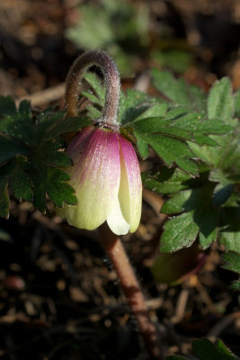 Anemone blanda