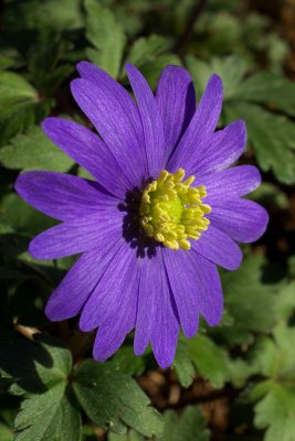 Anemone blanda