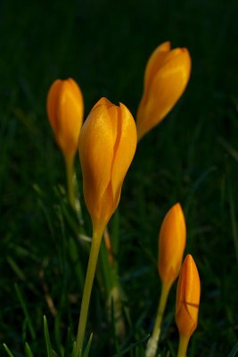  Crocus gargaricus ssp. herbertii