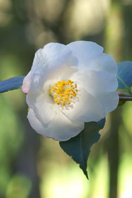  Camellia 'Cornish Snow'