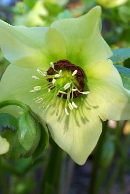Hellebores