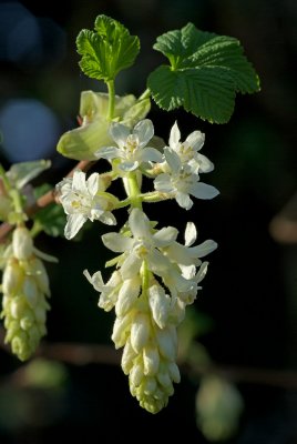 Ribes sanguineum