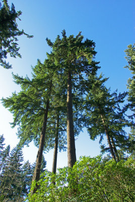 Pseudotsuga