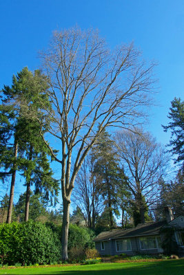 Quercus rubra