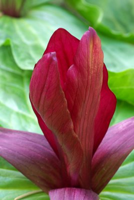 Trillium chloropetalum