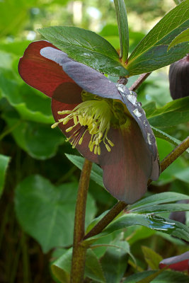 Helleborus x. hybridus