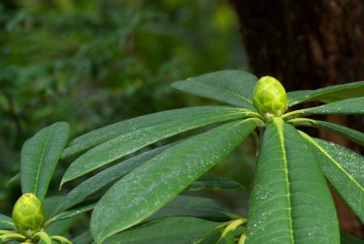 Rhododendron calophytum