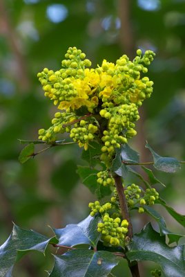 Mahonia bealei