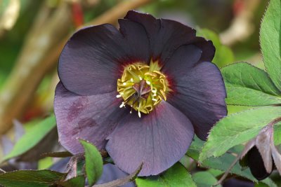 Helleborus x. hybridus