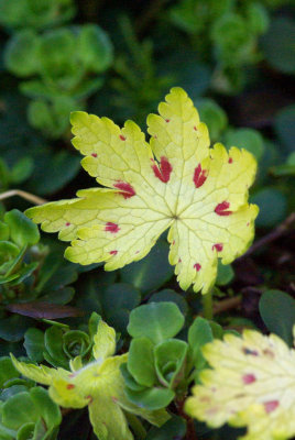 Geranium phaeum