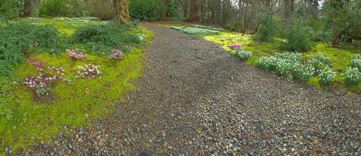 Moss Garden and Shade Path - Feb
