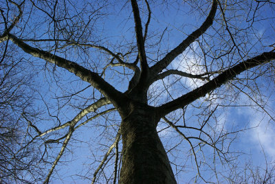 tree silhouette - Feb