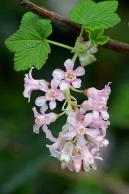 Ribes sanguineum