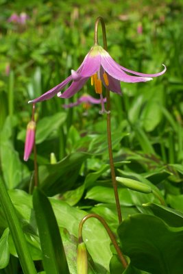 Erythronium revolutum