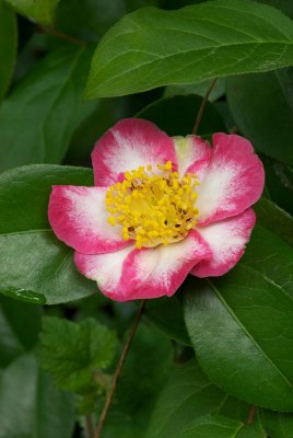 Camellia japonica (Higo type)