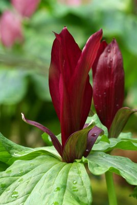 Trillium chloropetalum