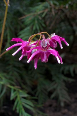 Epimedium grandiflorum