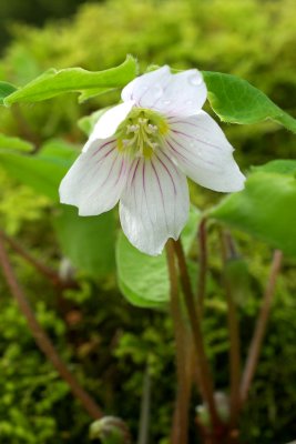 Oxalis oregana