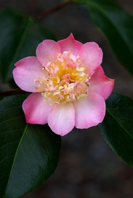 Camellia 'Tama Ikari'