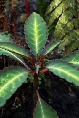 Impatiens omeiense