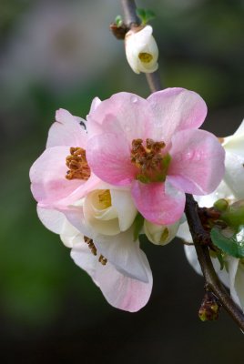 Chaenomeles  japonica